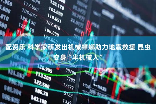配资乐 科学家研发出机械蟑螂助力地震救援 昆虫变身“半机械人”